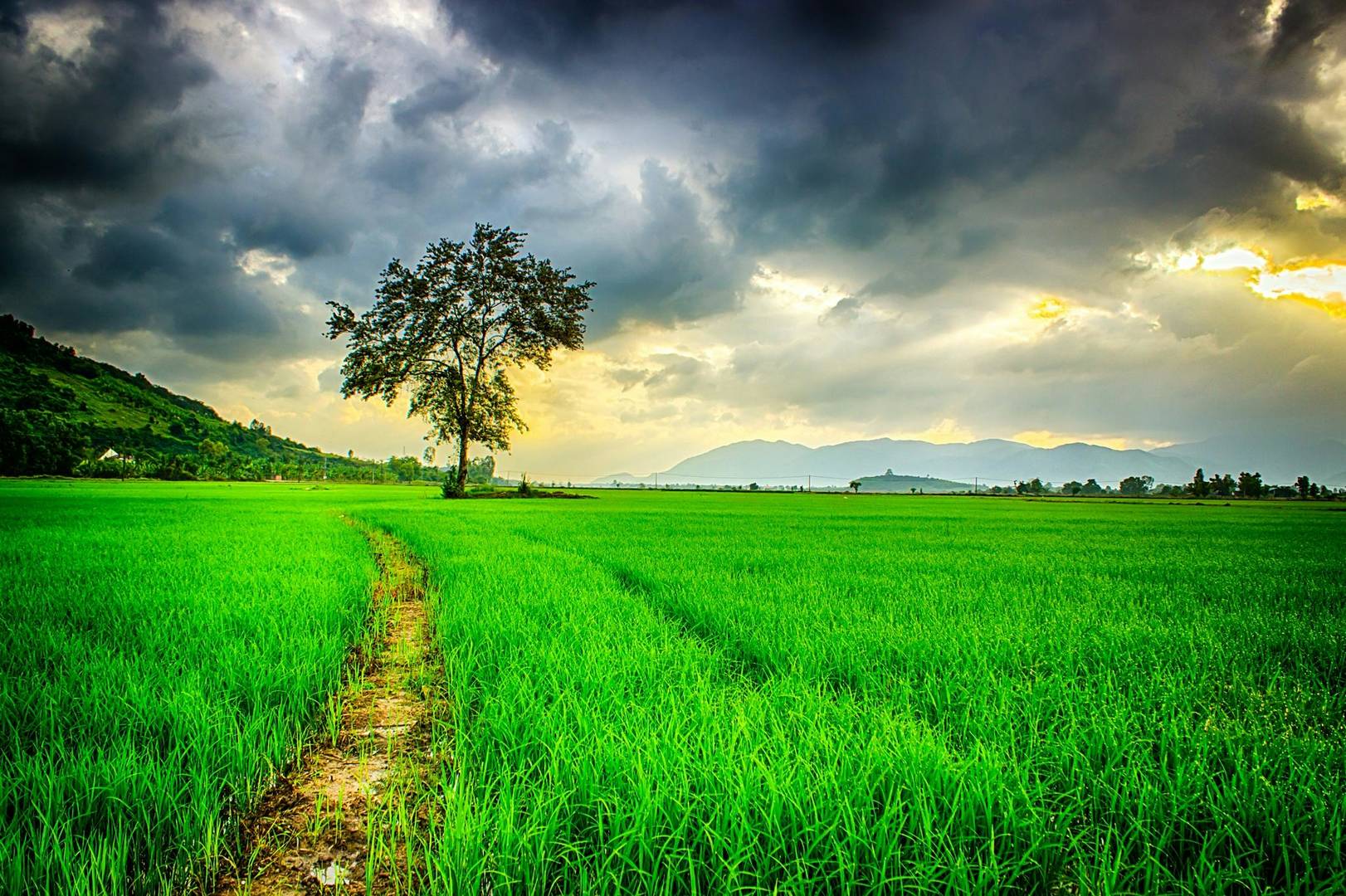 An expansive view of a field of high grass with a tall tree in the distance. The sky above is dark and cloudy, as if the sky is about to burst into a terrible storm.