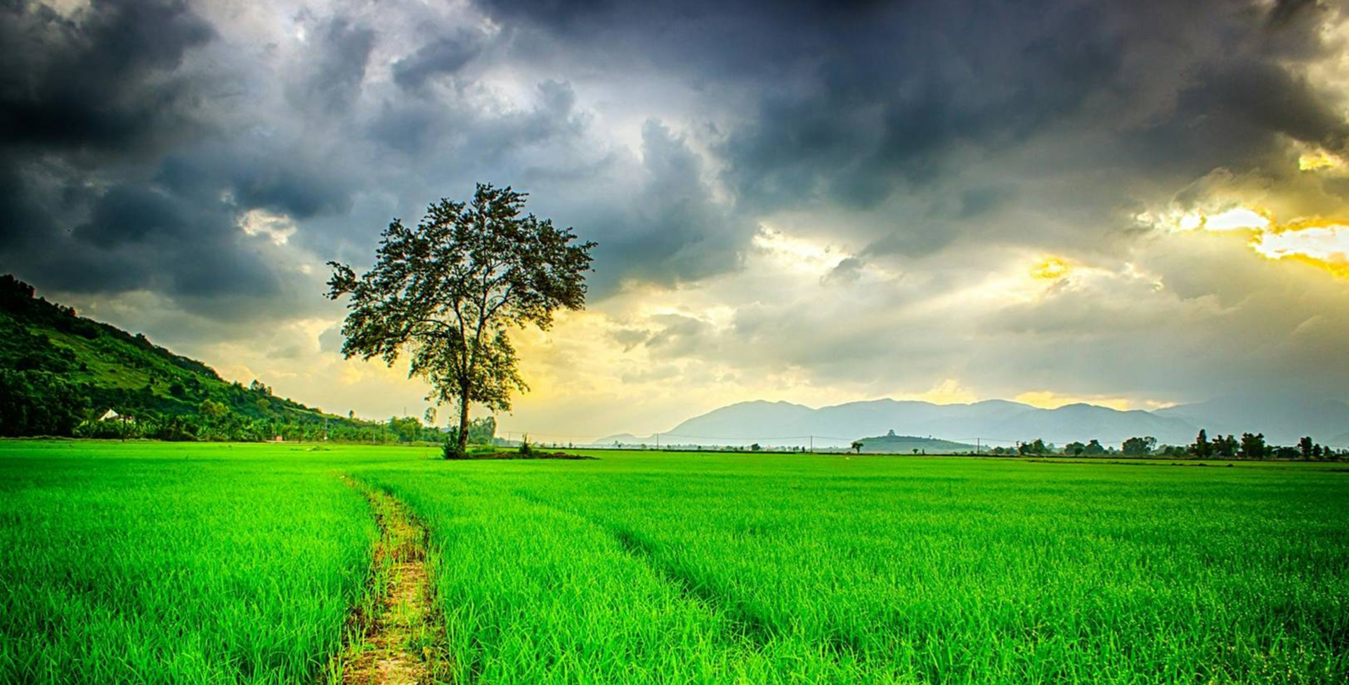 An expansive view of a field of high grass with a tall tree in the distance. The sky above is dark and cloudy, as if the sky is about to burst into a terrible storm.